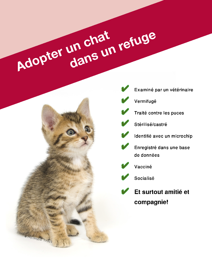 Adoptez Un Chat à Veeweyde