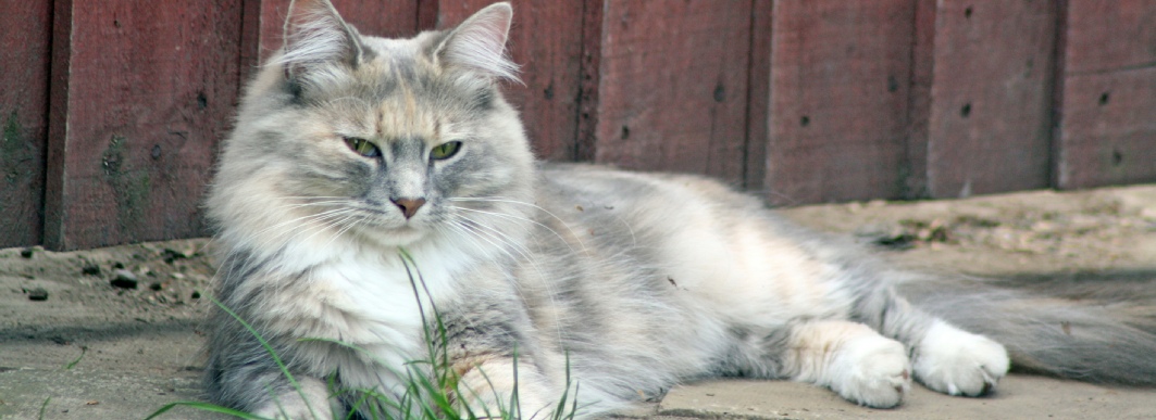 Les Chats Oui Mais à Quel Prix